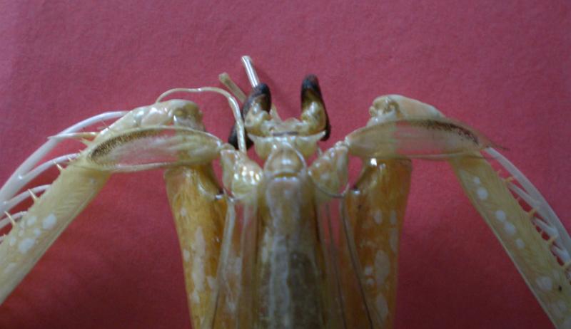 Album/Stomatopoda Gallery/Harpiosquilla harpax (De Haan, 1844